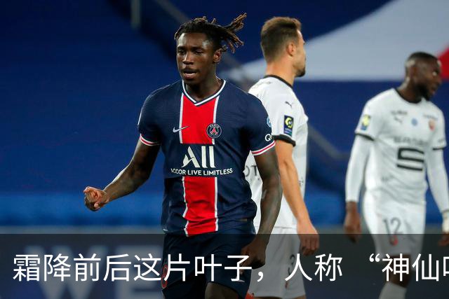 霜降前后这片叶子，人称 “神仙叶”！晒干熬汤泡水喝，润肺疏肝！