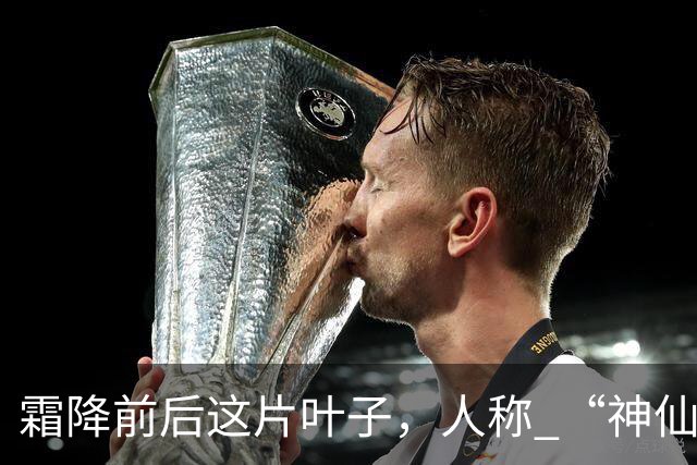 霜降前后这片叶子，人称 “神仙叶”！晒干熬汤泡水喝，润肺疏肝！